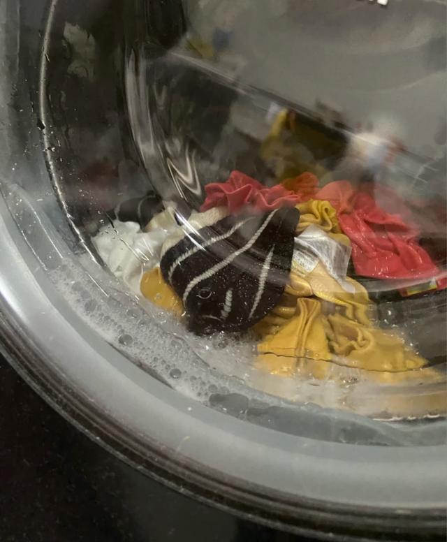 用了1年滚筒洗衣机后，我果断换回波轮洗衣机，只因4个缺点太突出,用了1年滚筒洗衣机后，我果断换回波轮洗衣机，只因4个缺点太突出,第2张