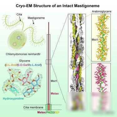 颜宁院士在《Cell》发表重磅研究！中国科研再攀高峰！,颜宁院士在《Cell》发表重磅研究！中国科研再攀高峰！,第3张