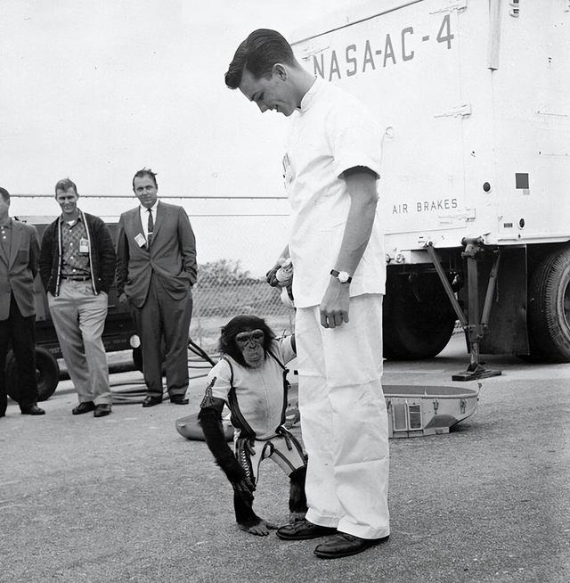 1961年，美国把一只黑猩猩送进太空，回来后却发现了不对劲,1961年，美国把一只黑猩猩送进太空，回来后却发现了不对劲,第2张