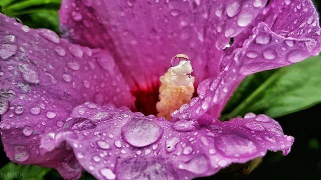 5K壁纸：雨露润花香,5K壁纸：雨露润花香,第13张