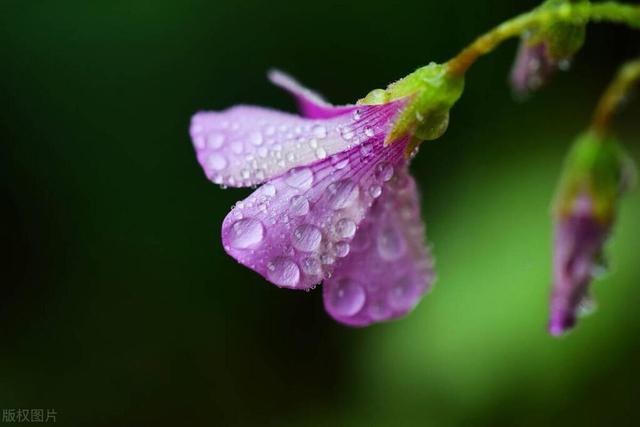 5K壁纸：雨露润花香,5K壁纸：雨露润花香,第11张