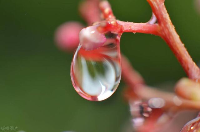 5K壁纸：雨露润花香,5K壁纸：雨露润花香,第12张