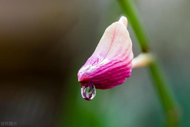 5K壁纸：雨露润花香,5K壁纸：雨露润花香,第15张