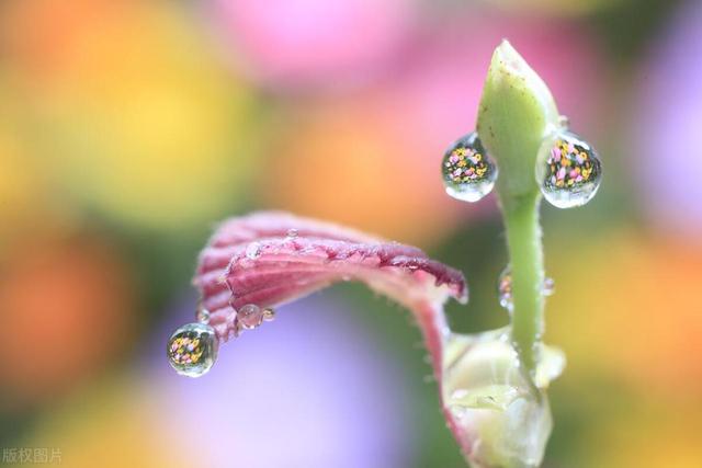 5K壁纸：雨露润花香,5K壁纸：雨露润花香,第14张