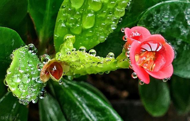 5K壁纸：雨露润花香,5K壁纸：雨露润花香,第16张