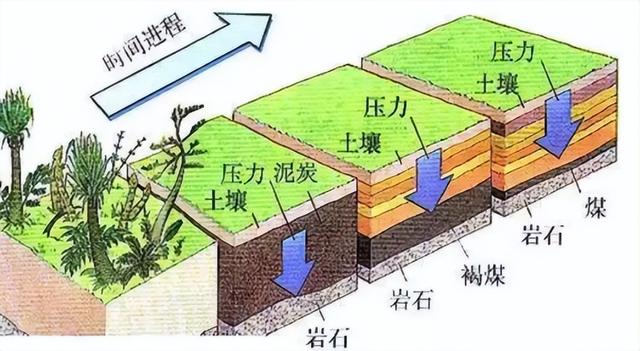 煤层厚达1千米，绵延上千公里，地球最大的煤田是植物形成的？,煤层厚达1千米，绵延上千公里，地球最大的煤田是植物形成的？,第15张