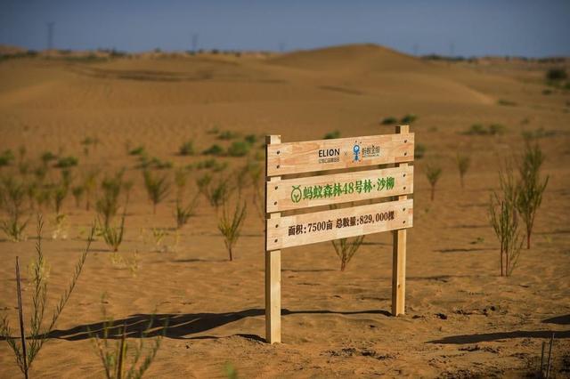 马云斥巨资在沙漠里种树，承诺每年1亿棵，八年过去，树怎样了？,马云斥巨资在沙漠里种树，承诺每年1亿棵，八年过去，树怎样了？,第2张