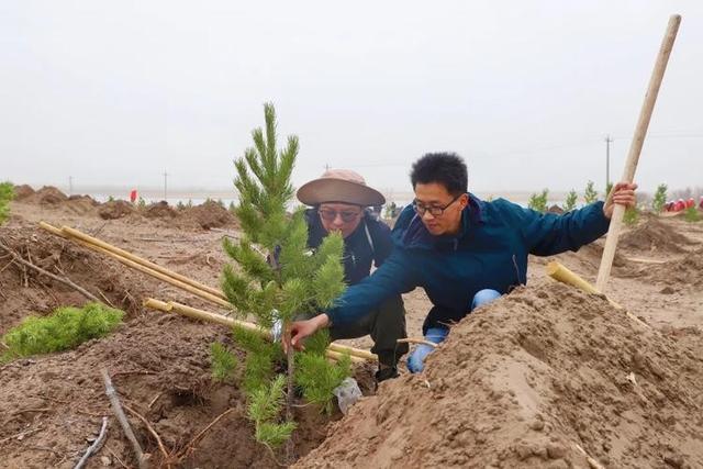 马云斥巨资在沙漠里种树，承诺每年1亿棵，八年过去，树怎样了？,马云斥巨资在沙漠里种树，承诺每年1亿棵，八年过去，树怎样了？,第7张