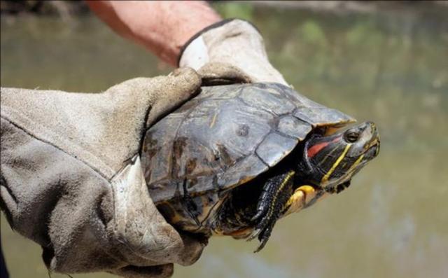 为何说南水北调工程，成了生物入侵“高速路”，我们该如何阻止？,为何说南水北调工程，成了生物入侵“高速路”，我们该如何阻止？,第4张