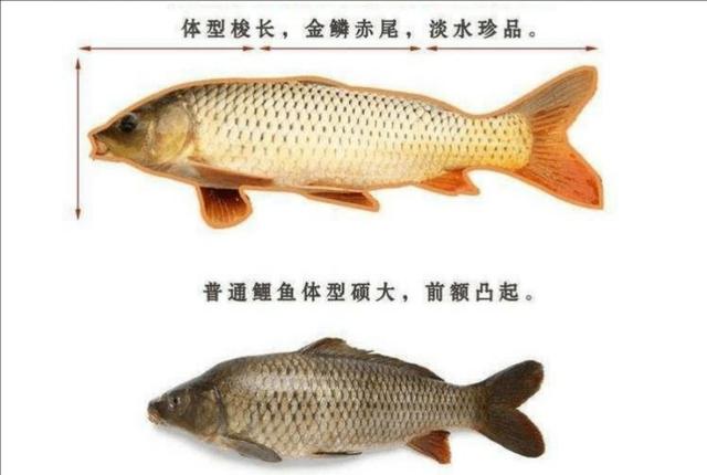 为何说南水北调工程，成了生物入侵“高速路”，我们该如何阻止？,为何说南水北调工程，成了生物入侵“高速路”，我们该如何阻止？,第5张