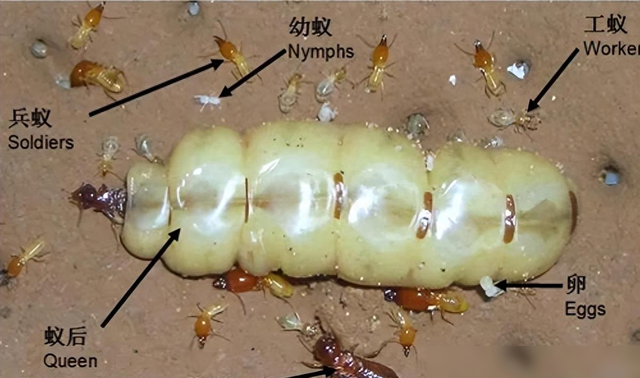 浙江大坝挖出百万只白蚁，生长时间超10年，连钢筋水泥都能啃穿？