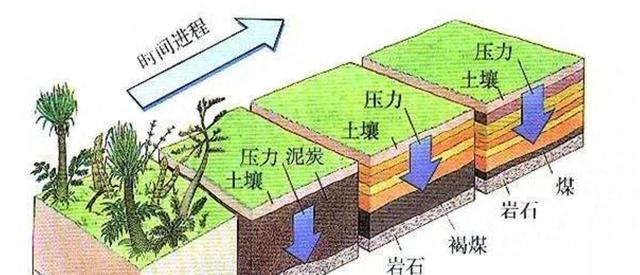 煤层厚达1千米，绵延上千公里，地球最大的煤田是植物形成的？,煤层厚达1千米，绵延上千公里，地球最大的煤田是植物形成的？,第15张