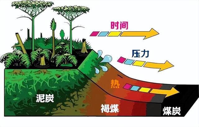 煤层厚达1千米，绵延上千公里，地球最大的煤田是植物形成的？,煤层厚达1千米，绵延上千公里，地球最大的煤田是植物形成的？,第14张