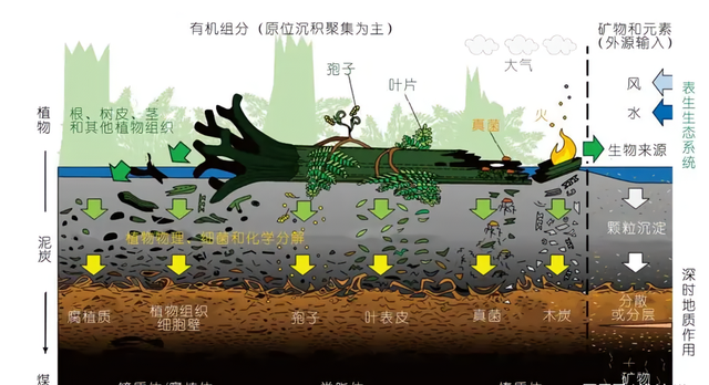 煤层厚达1千米，绵延上千公里，地球最大的煤田是植物形成的？,煤层厚达1千米，绵延上千公里，地球最大的煤田是植物形成的？,第17张