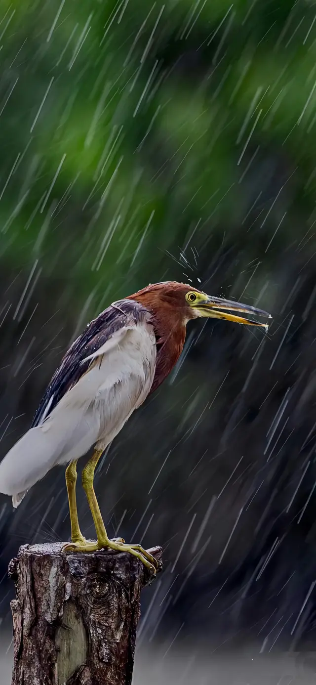 5K壁纸:在雨中,5K壁纸:在雨中,第4张