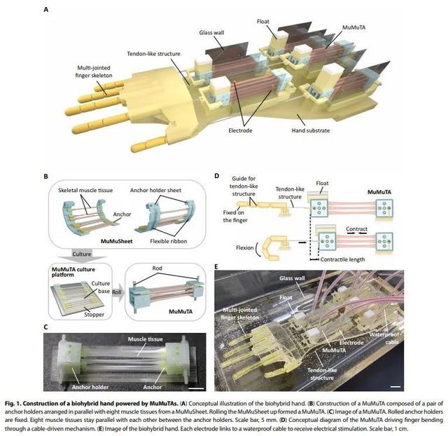 「重磅」Sci.Robot最新封面：史上最大由人类肌肉驱动的机械臂，人机融合取得新突破,「重磅」Sci.Robot最新封面：史上最大由人类肌肉驱动的机械臂，人机融合取得新突破,第4张