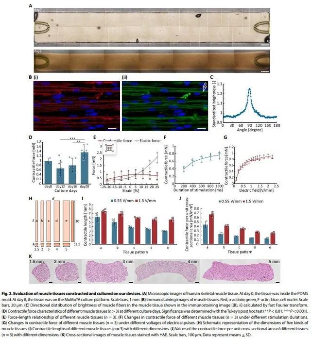 「重磅」Sci.Robot最新封面：史上最大由人类肌肉驱动的机械臂，人机融合取得新突破,「重磅」Sci.Robot最新封面：史上最大由人类肌肉驱动的机械臂，人机融合取得新突破,第6张