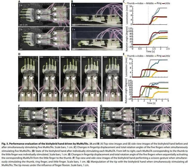 「重磅」Sci.Robot最新封面：史上最大由人类肌肉驱动的机械臂，人机融合取得新突破,「重磅」Sci.Robot最新封面：史上最大由人类肌肉驱动的机械臂，人机融合取得新突破,第9张