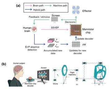 我国科学家实现“双环路”脑机“互学习”新突破,我国科学家实现“双环路”脑机“互学习”新突破,第2张