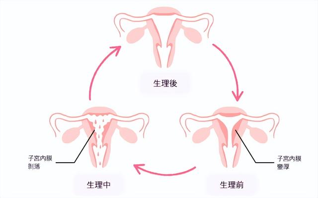 太空女宇航员生活需求如何满足？隐私如何保护？自有妙招,太空女宇航员生活需求如何满足？隐私如何保护？自有妙招,第6张